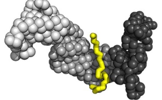 Space-filing protein model