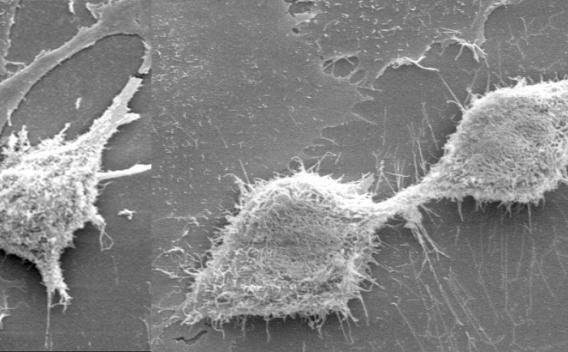 Seemann Lab research