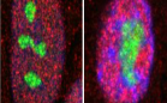 Sorrell Lab research examples
