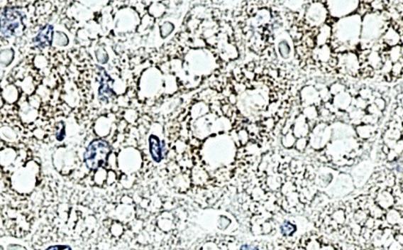 GPR84 research IHC