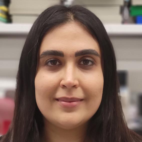 Nasrin Haghighi