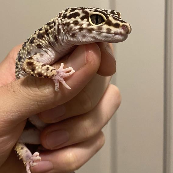 Leopard gecko