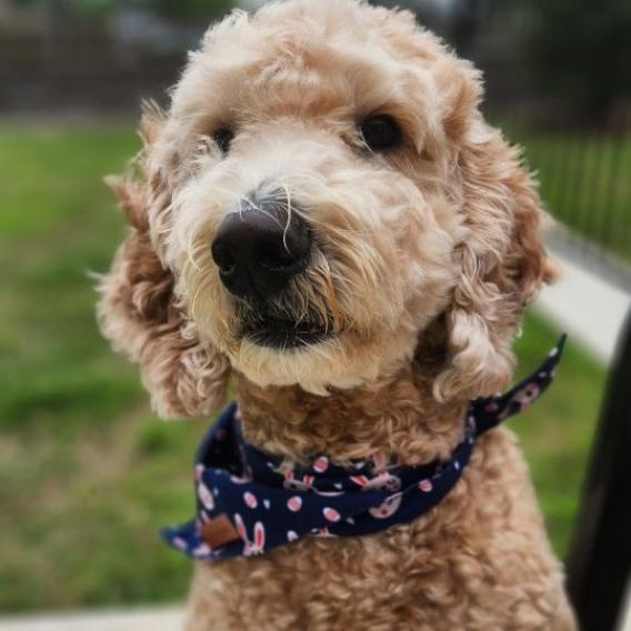Goldendoodle