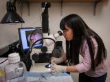 Burstein Lab member using microscope