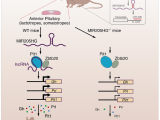 MIR205HG lncRNA and miRNA