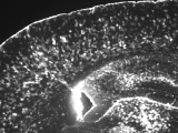 Glial Development