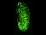 p53 activity in the embryo