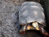 2010 St Kitts microRNA Meeting - turtle