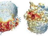 Cancer Cell Surfaces