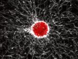 Cellin Collagen