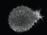 Porcupine Cell