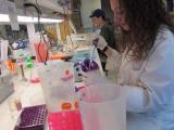 Team working in lab