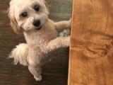 Benji