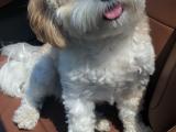Charlie