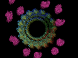 Dynamin mediated actin bundle