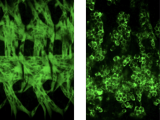 Embryos labeled with anti-MHC antibody