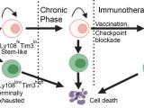 T cell differentiation