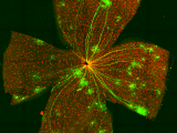 Flat-mounted mouse retina