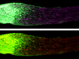 Mouse optic nerves