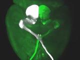 Whole mouse brain after tissue clearing