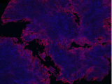 research image