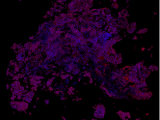 research image