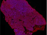 research image