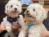 Two dogs