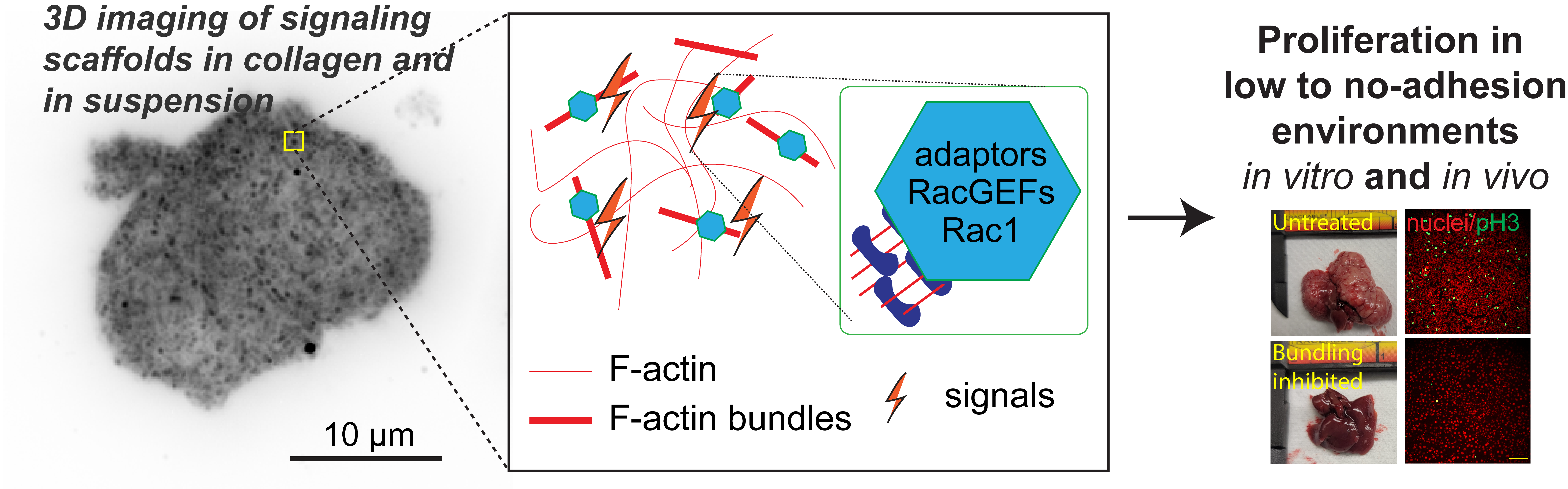 cytoskeletal control of morphologic signaling