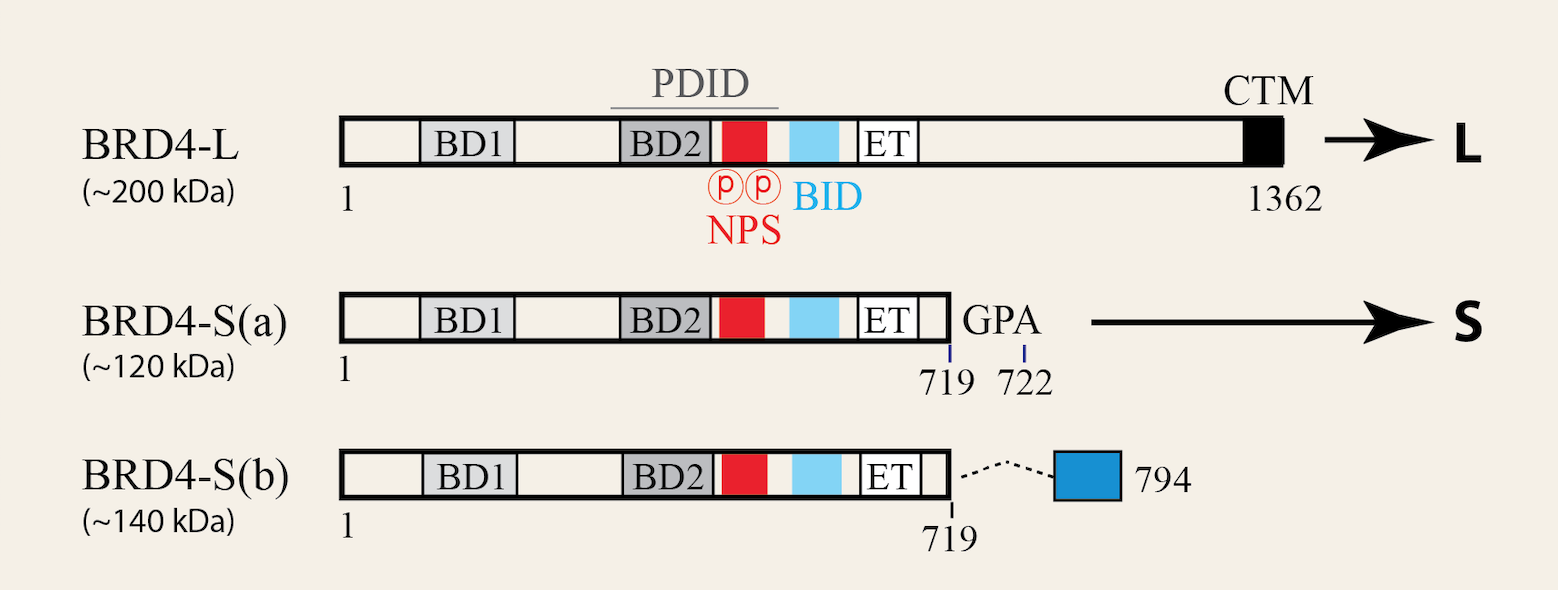 Human BRD4 Protein Isoforms - Domain Features & Molecular Sizes (SDS-PAGE)