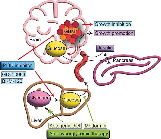 diagram to illustrate Targeting the Phosphatidylinositol 3- Kinase (PI3K) Oncogenic Pathway