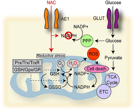 research illustration of Testing Metabolic Susceptibility to Cysteine promoting molecules in GBM