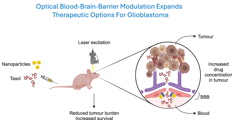 Optical Blood-Brain-Barrier Modulation Expands  Therapeutic Options For Glioblastoma