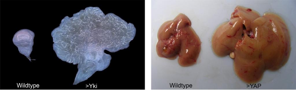 Wildtypes Yki and YAP - Comparison of scan and tissue