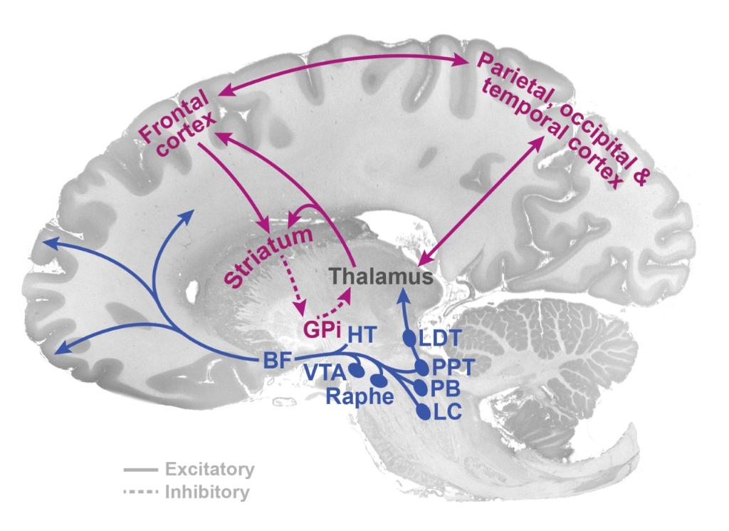 brain EEG image with labels of frontal cortex, perietal, occipital, temporal cortex, striatum, thalamus