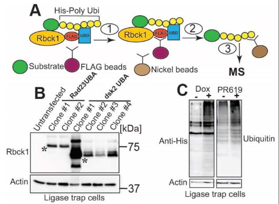 A ligase-trap strategy to identify substrates of LUBAC components