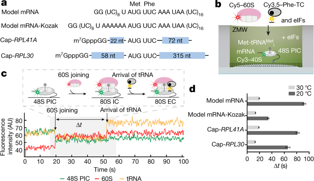 eIF5B gates the transition from translation initiation to elongation