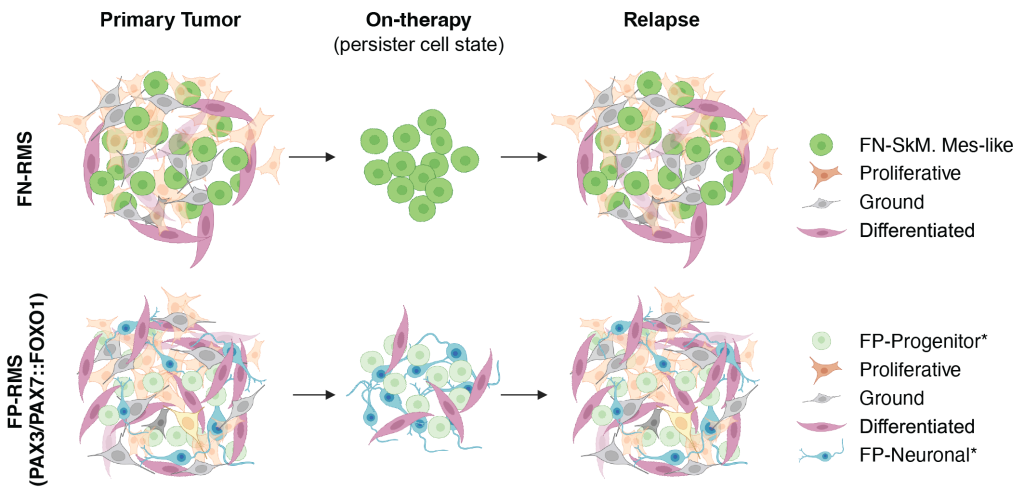 Persister cells in RMS tumors