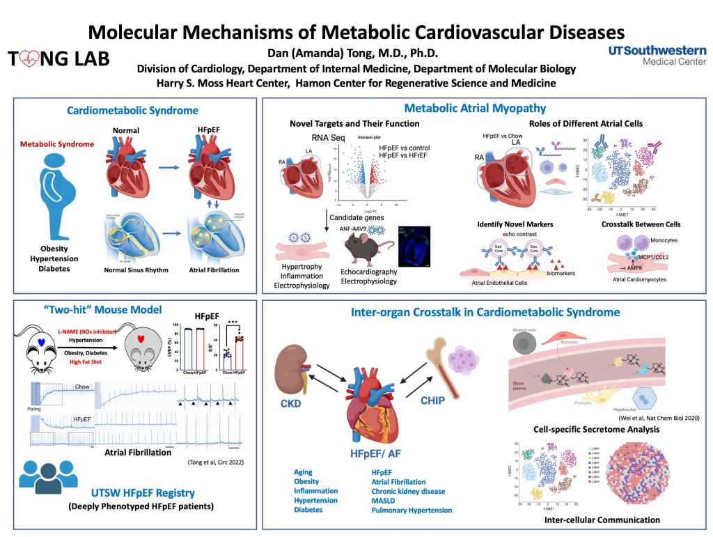 Tong Lab research overview higlighting Cardiometabolic syndrome, Metabolic atrial Myopathy, Two-Hit mouse model and Inter Organ crosstalk