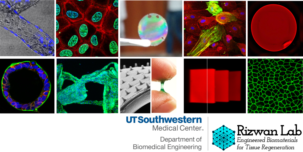 Rizwan Lab Engineered Biomaterials for Tissue Regeneration at UT Southwestern Medical Center