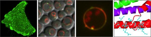 Henne Research example om 4 microscope slides.
