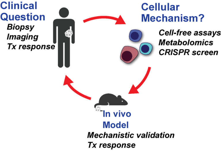 Cancer cells