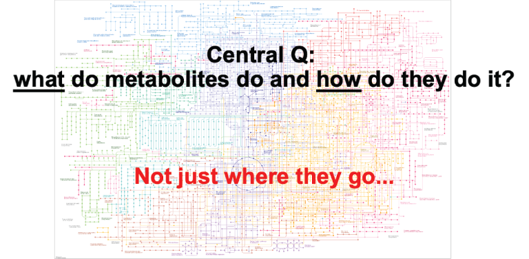 Central Q: What do Metabolites do and How do they do it?