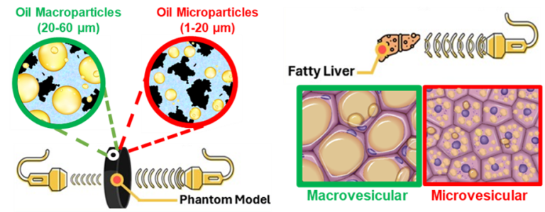 Phantom Model depicting Macro and Micro particles