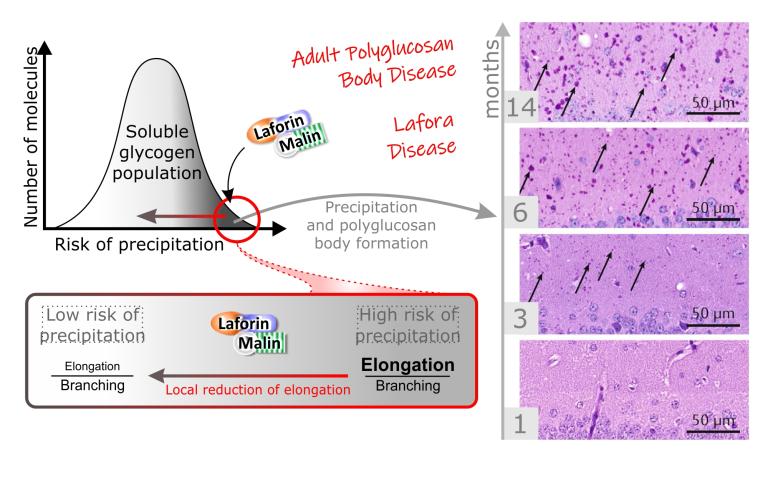 Insoluble glycogen causes neurodegenerative disease