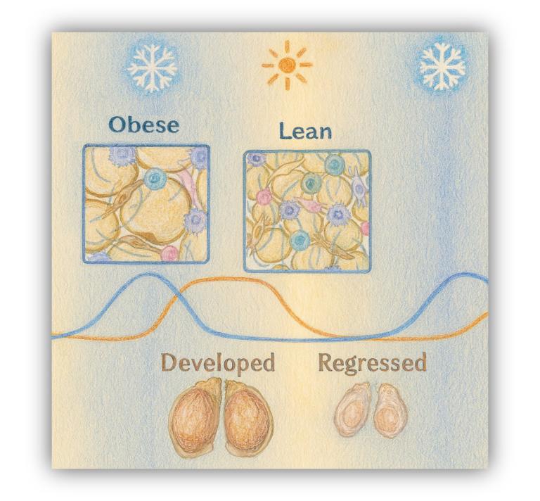 illustration contrasting obese and lean fat cells under sun and snowflakes