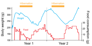 Graph showing changes in body weight and food consumption over two years