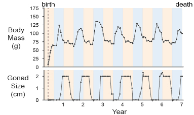 Seasonal cycles of body weight and gonad size in laboratory mouse lemurs