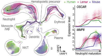 Left: Species-integrated UMAPs. Right: example genes with primate-selective expression patterns during neutrophil development.