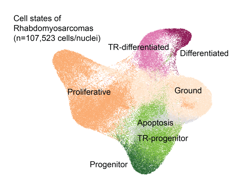 Single-cell atlas of rhabdomyosarcomas